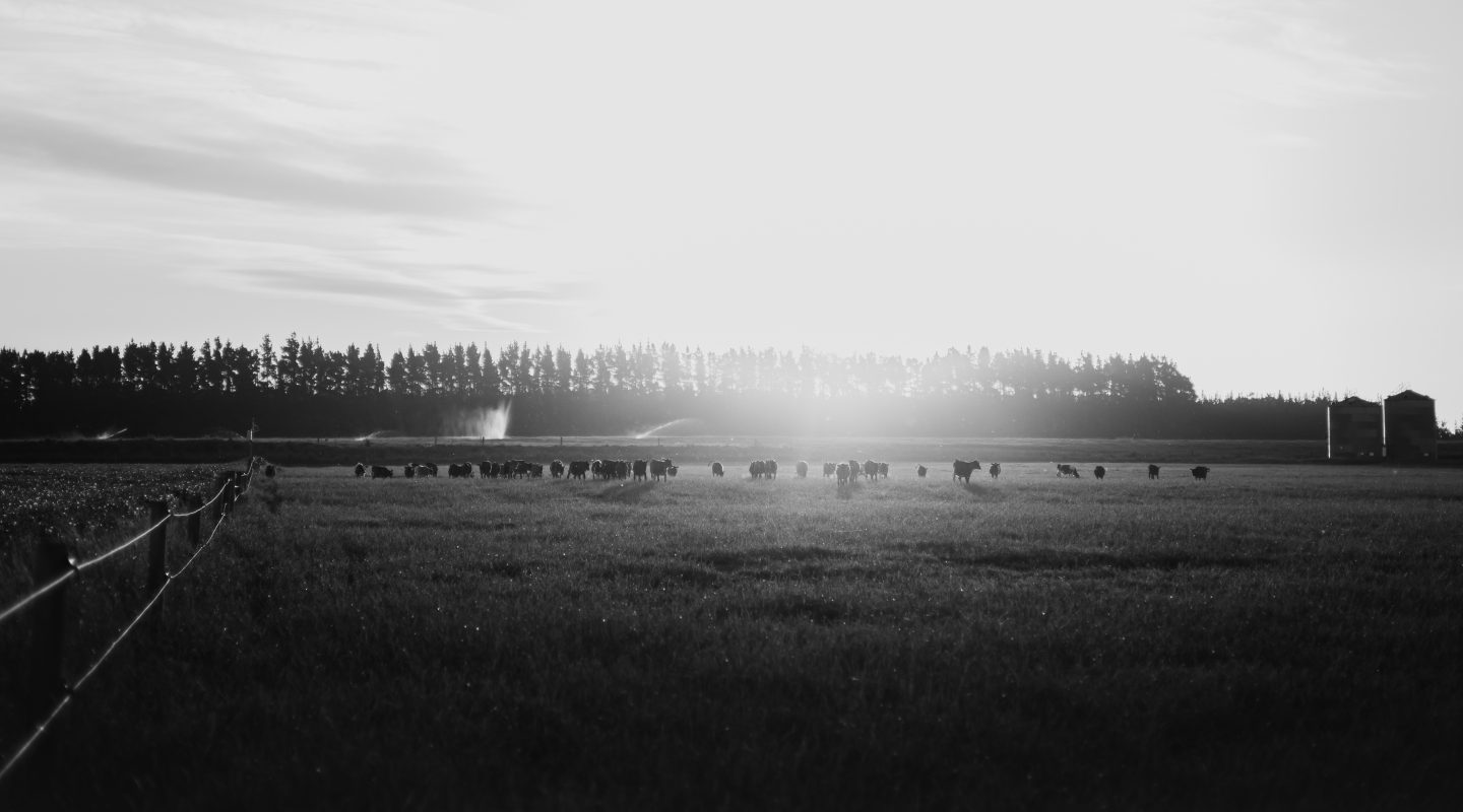 RakaiaIslandDairies-43
